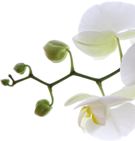 img-flower